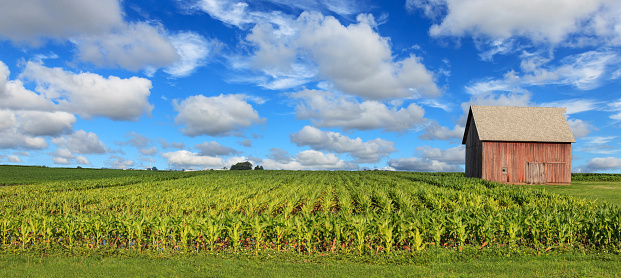 A panoramic landscape view of a old country barn in a corn field with a bright blue sky with clouds in the background