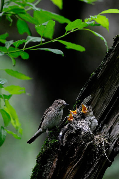 istock Spotted Flycatcher at the nest with chicks 487922564