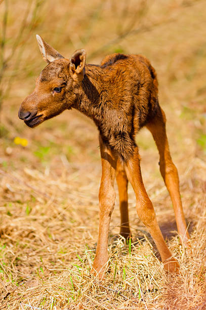 istock newborn calf moose stands on shaky legs 487922732