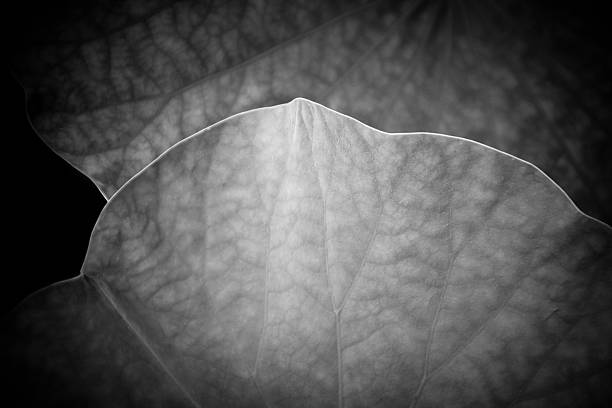 istock B&W Giant Nasturtiums Leaves 487923554