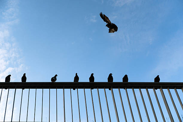 istock Doves  Silhouette in a row on a fence 487923876