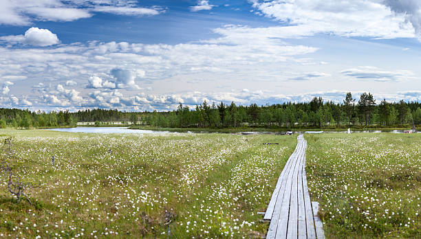 istock River swamp with cotton grass and wooden planks 487924106