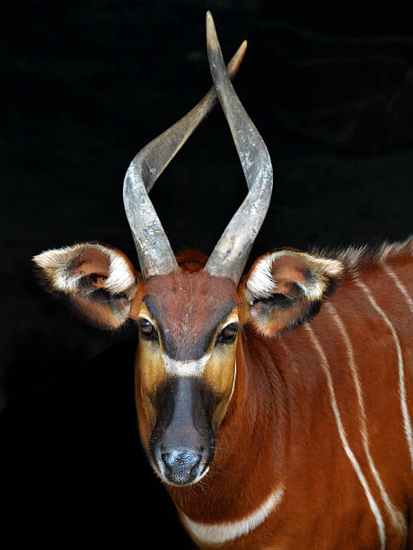 African Bongo (Antelope) An African Bongo (Tragelaphus eurycerus isaaci), native to Kenya. Set on a black background. antelope bongo stock pictures, royalty-free photos & images