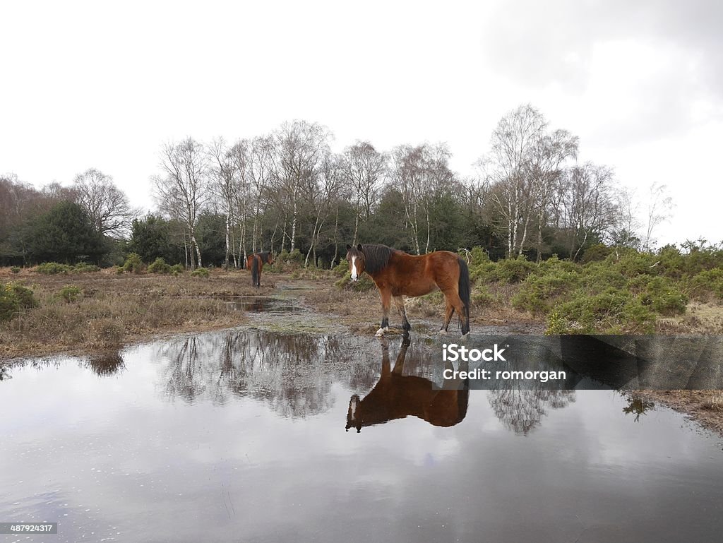 wild bay horses new forest national park flooded gound the new forest national park, hampshire, southern england, uk, due to the recent decline in population the new forest pony is now a rare breed New Forest National Park Stock Photo