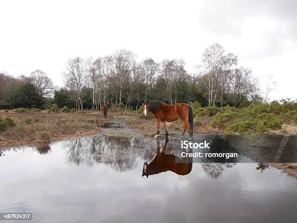 Wild Bay Horses New Forest National Park Flooded Gound Stock Photo - Download Image Now