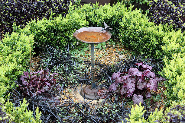 rostige metall-vogel bad in topiary garten mit buxus absicherung - plant formal garden nature botany stock-fotos und bilder