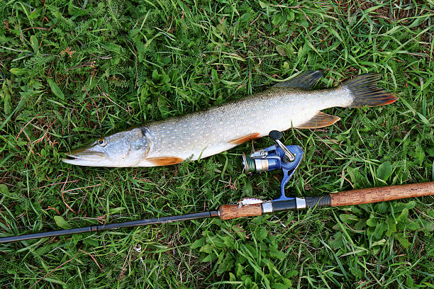 istock fishing catch on the grass 487925390