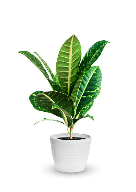 istock young croton (codieum) a potted plant isolated over white 487925450