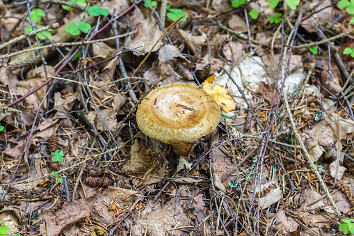 Mushroom Paxillus involutus, commonly known as the brown roll-rim, common roll-rim, or poison pax  in forest in the ground