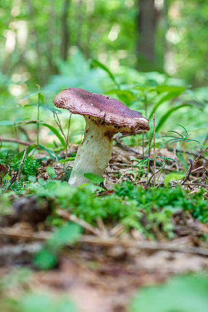 istock Mushroom Russula azurea 487925798