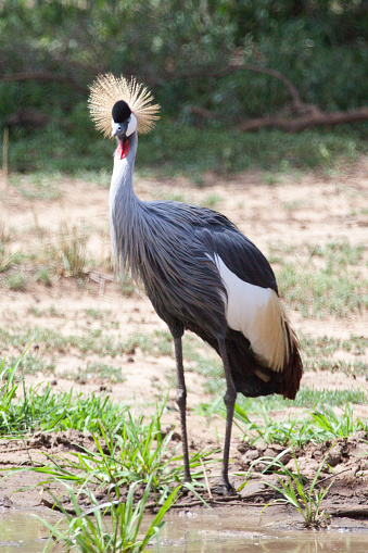 Grey crowned crane (Balearica regulorum) in Amboseli NP Kenya, 
