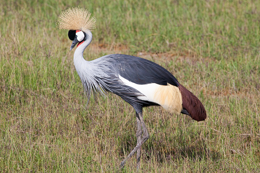 Common crane in swamp, natural habitat, springtime.