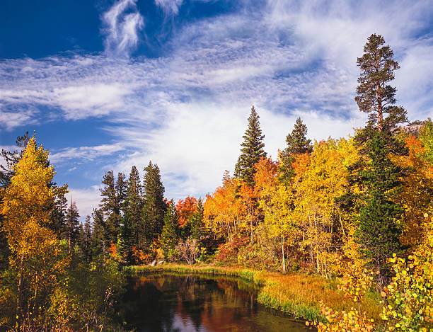 istock Autumn aspen forest in the Sierra Nevada Mountains, CA (P) 487939522