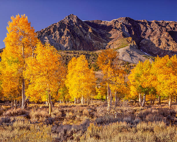 istock Autumn in the Californian Sierra Nevada range, aspen trees,CA 487939610