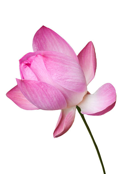 istock Pink water lily flower (lotus) isolated, Clipping path 487940280