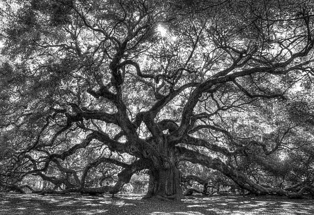 Large Unique old oak tree with  found in southern United States in Black and white