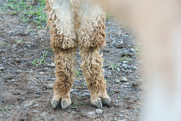 Curly haired legs of a llama animal on a farm, KY, USA