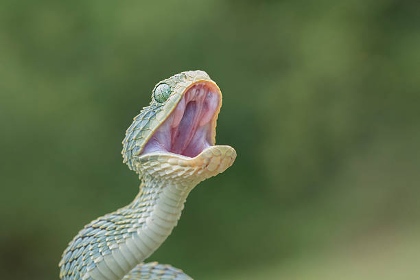 Venomous Bush Viper Snake with Open Mouth