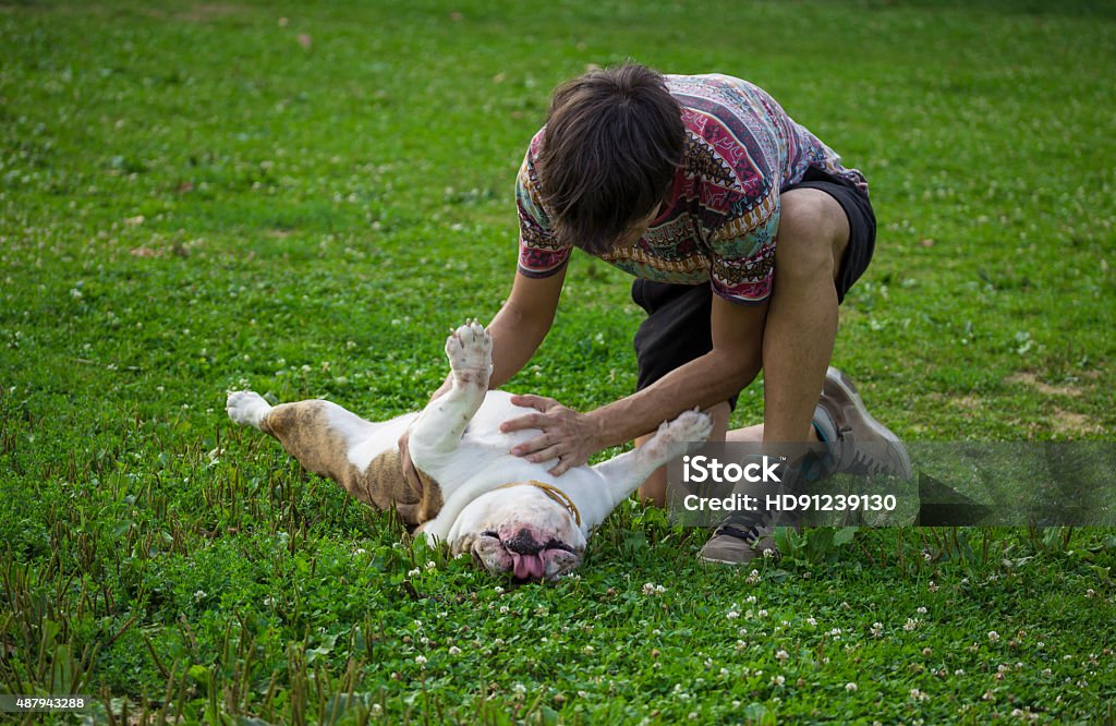 Owner rubbing his dog belly, in grass. Dog Stock Photo