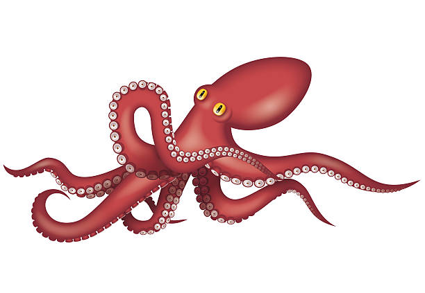 Illustration of octopus. Seafood. Enteroctopus dofleini. tremoctopus gelatus stock illustrations