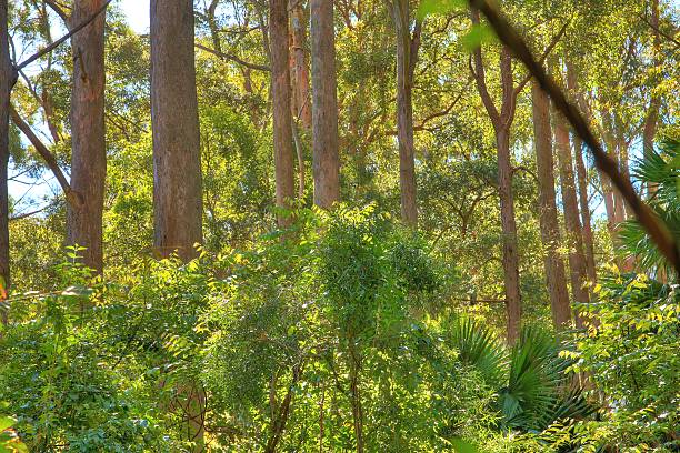 австралийский тропический лес - eucalyptus tree tree australia tropical rainforest стоковые фото и изображения