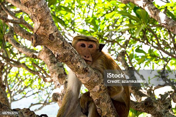 Lazy Monkey Stock Photo - Download Image Now - 2015, Animal, Animal Body  Part - iStock