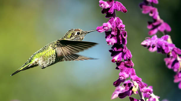 istock Anna's Hummingbird in Flight with Purple Flowers 487943746
