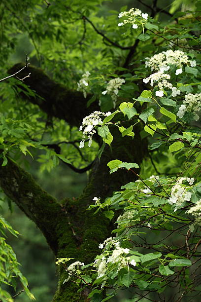 istock Forest of early summer 487944766