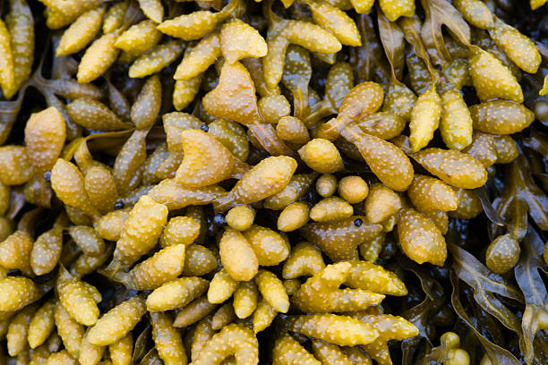 istock seaweed closeup in the summer 487945040