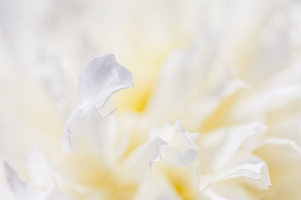 istock Abstract beautiful gentle spring flower background.  Closeup with soft focus 487945274