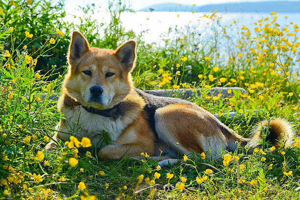 istock the dog lies in flowers 487945656