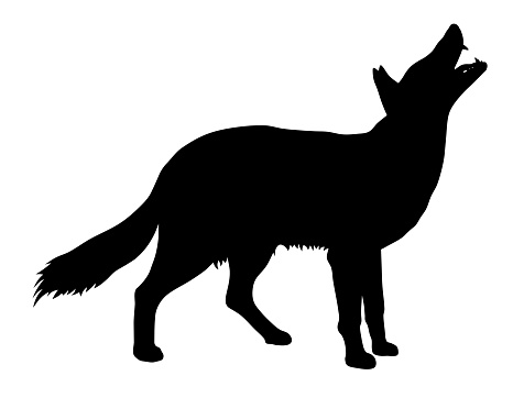 Vector illustration of coyote silhouette