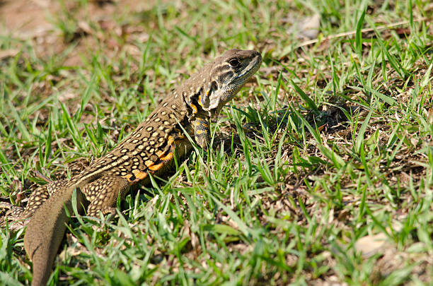 istock Leiolepis is waiting prey in the garden 487948038