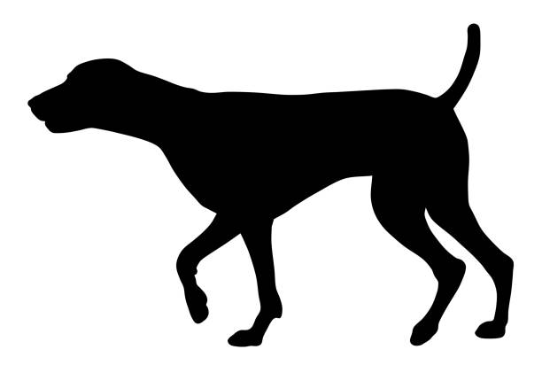hunting dog - alman kısa tüylü pointeri stock illustrations