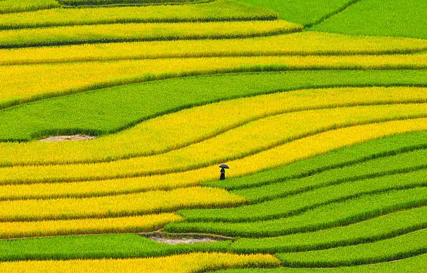 Rice terrace fields in Sapa, northwest Vietnam. The fields were voted as one of seven most beautiful and impressive ones of Asia and the world.