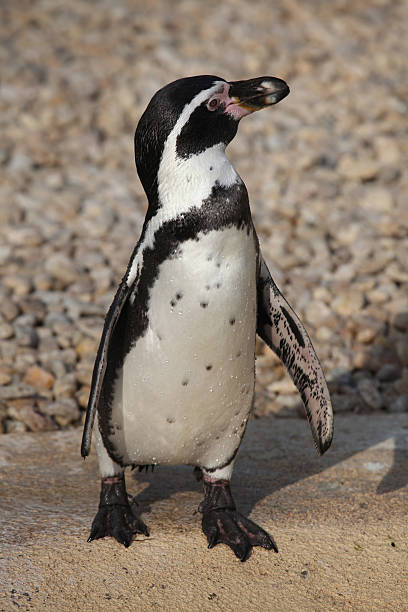 istock Humboldt penguin, Spheniscus humboldti 487951384