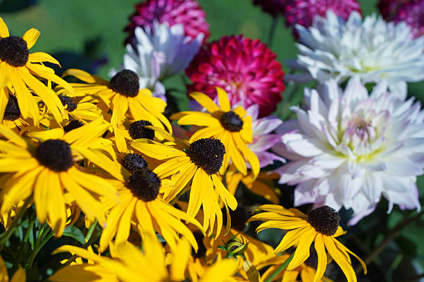 istock Dahlias and echinacea 487951412