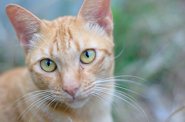 istock Close up portrait of a orange tabby cat. 487952320