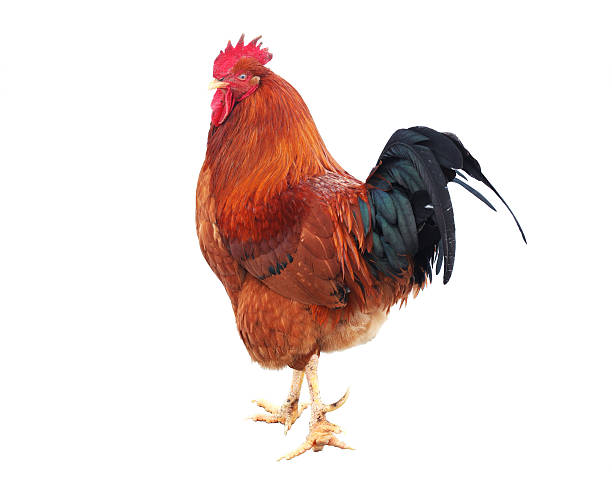 istock Beautiful rooster isolated on white 487960097