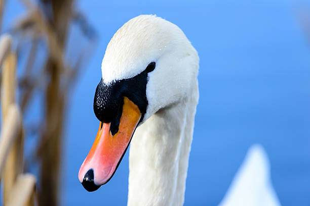 Mute swan portrait stock photo