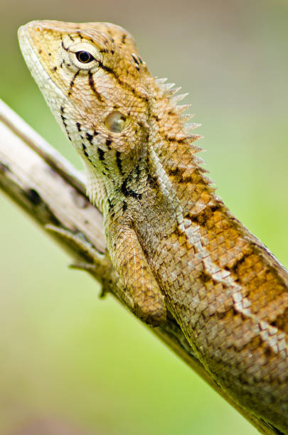 istock Closeup little lizard from Thailand 487961923