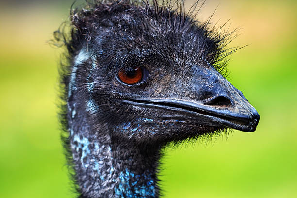 istock Emu Head Close Up Dromaius Novahollandiae 487962135