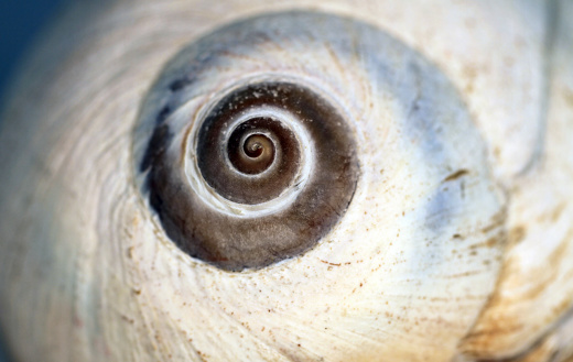 The white spiral on a moon snail shell. 