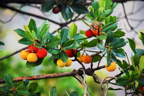 Fruits on a Tree. The latin name is; 