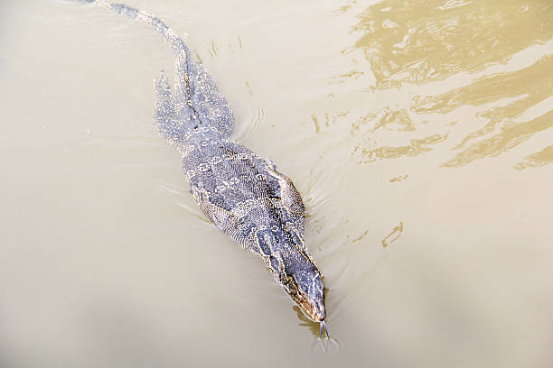 istock Lizards swimming in the water 487962923