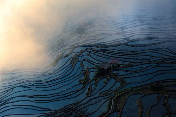 de manhã com terraço campos - agriculture artificial yunnan province china imagens e fotografias de stock