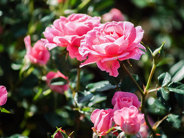 istock roses in garden 487963511