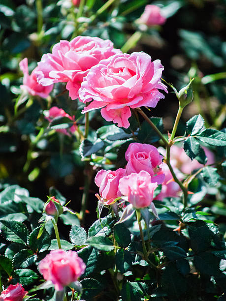 istock roses in garden 487963515