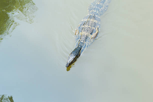 istock Lizards swimming in the water 487963807