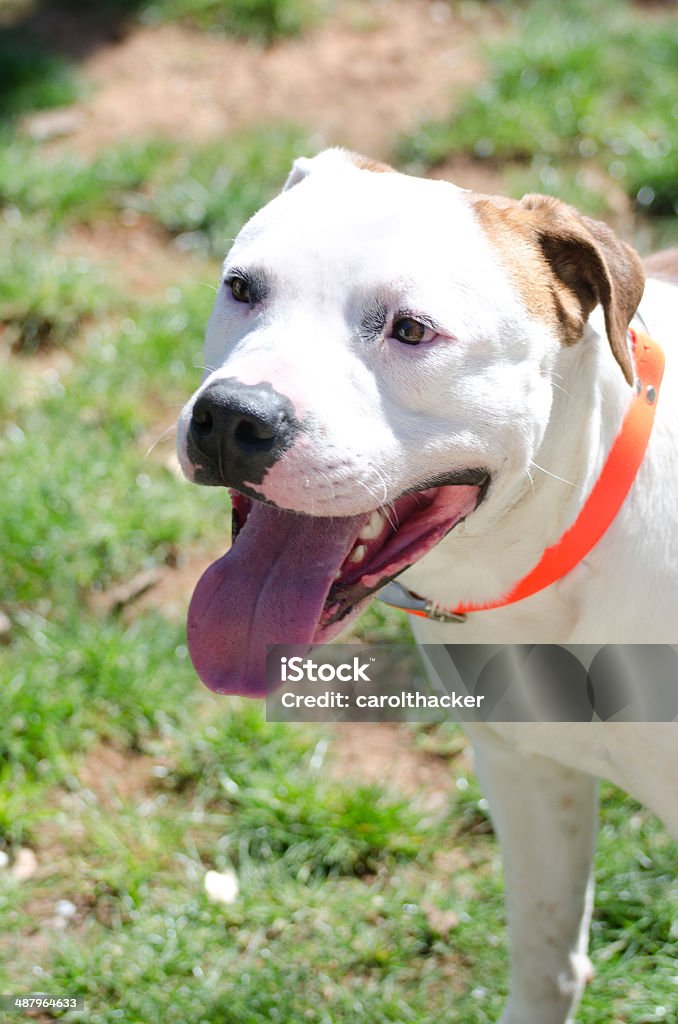 Pit Bull Vertical image of a pit bull terrier Animal Stock Photo